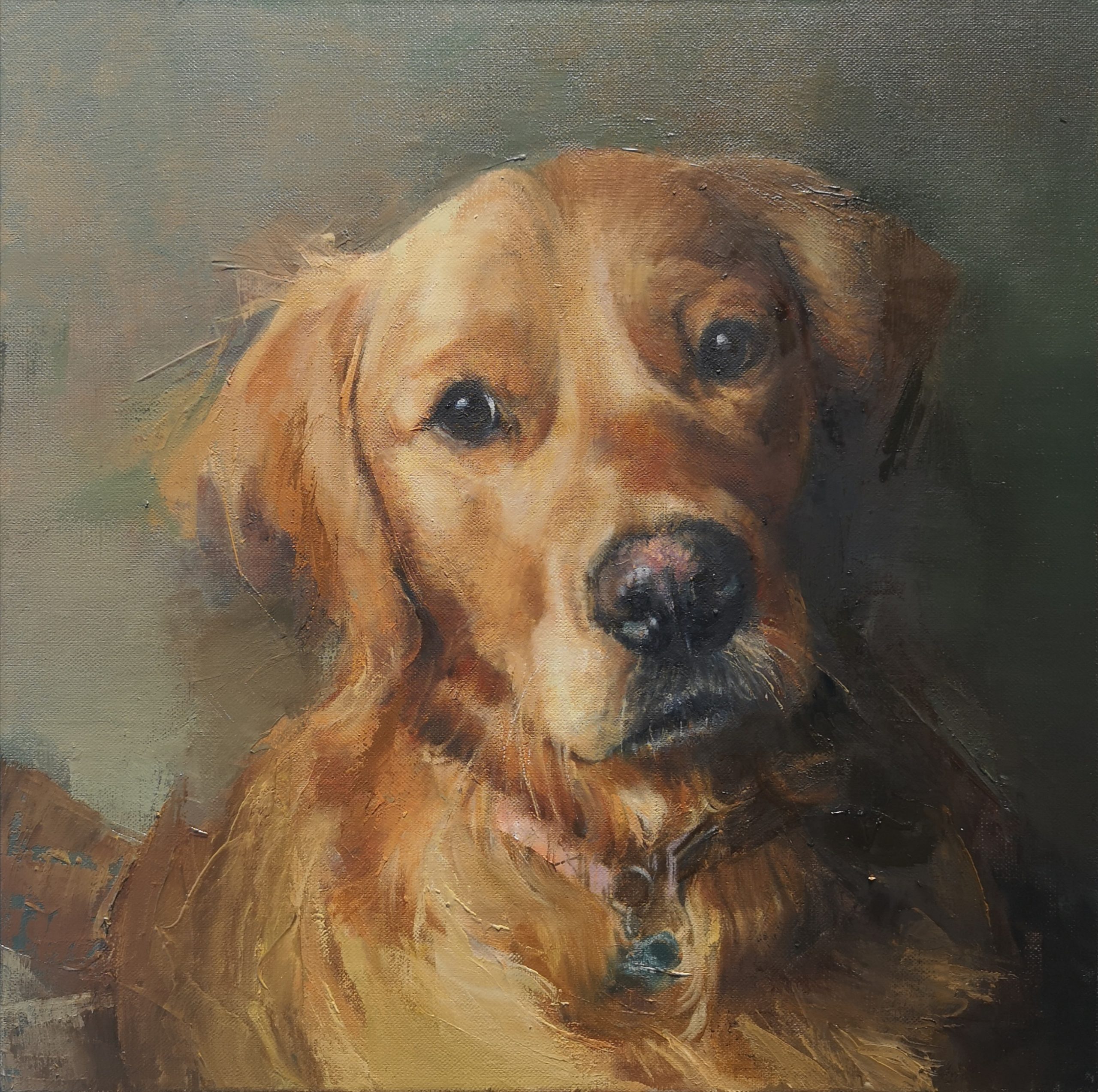 Golden labrador dog portrait