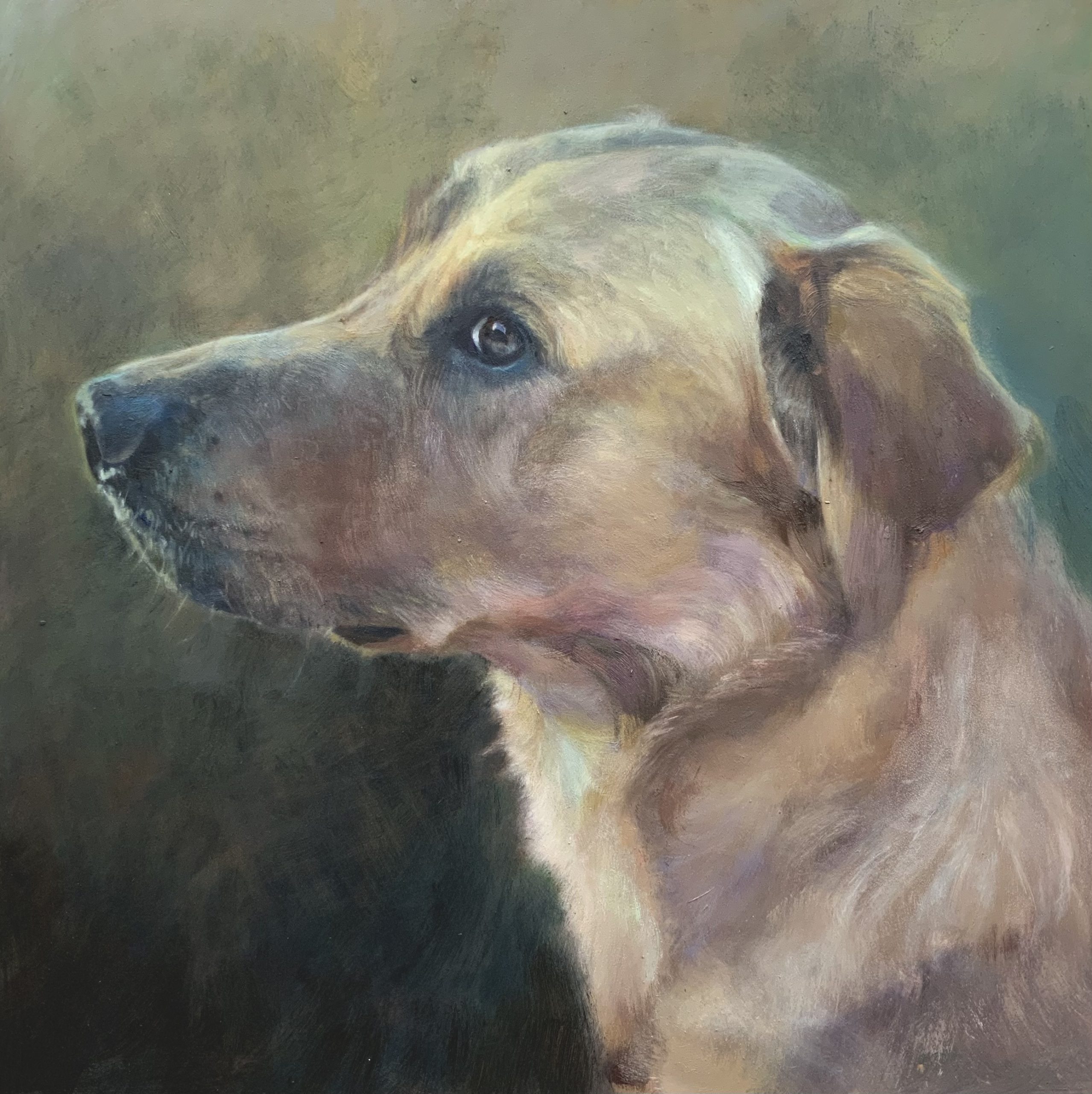 pet dog portrait yellow Labrador